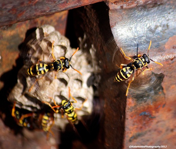 Wasps building nest with guard wasp on duty