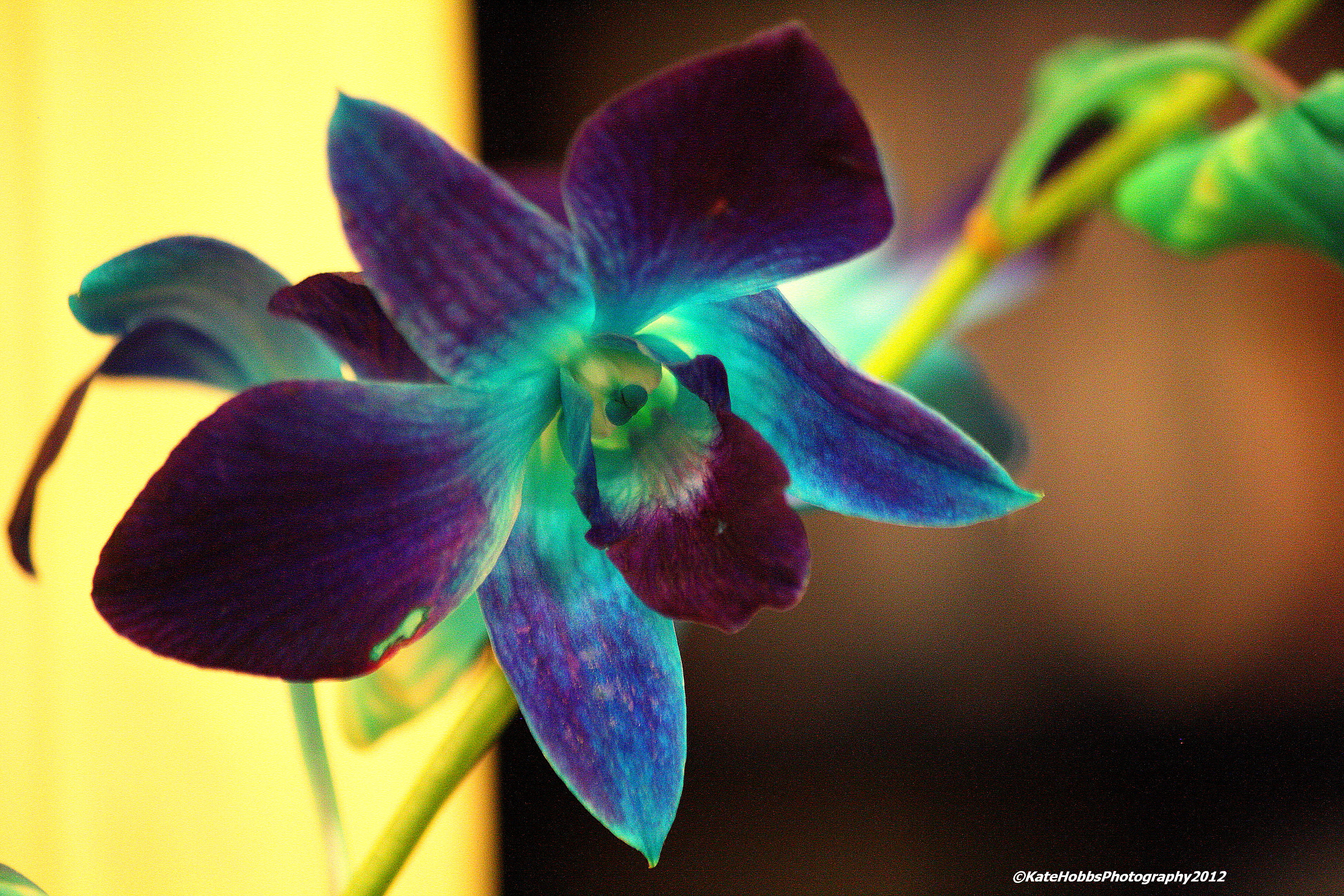 Real Blue Orchid Flower