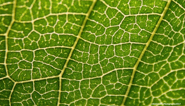 veins of a leaf close up
